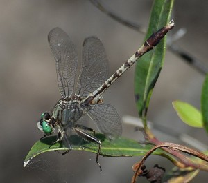 Gray Green Clubtail Dragonfly