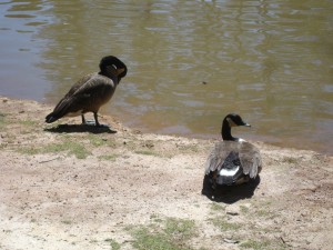 More Ducks