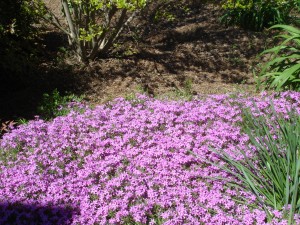 SC Garden 2