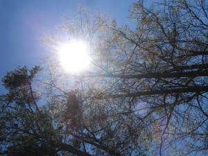 Sun Tree 2